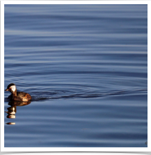 White-Tuffed Grebe - Paddling